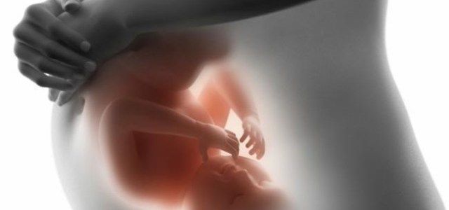 자궁 안에서 매달 자라나는 태아