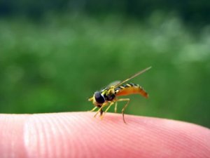 말벌에 쏘이면 어떻게 해야 할까?