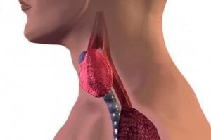 어린이 하시모토병의 원인, 증상 및 치료