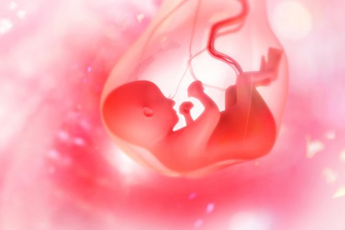태반의 발달: 구조와 기능