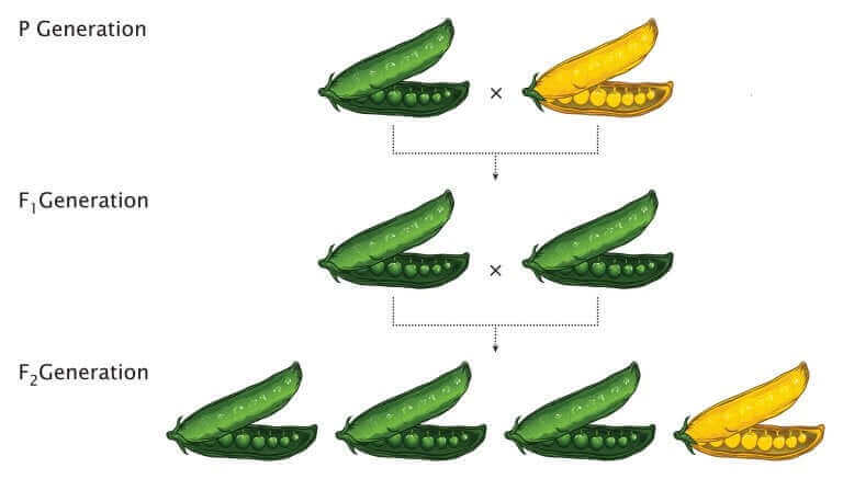 멘델 법칙