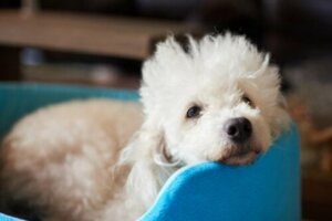 어린이가 있는 가정에 적합한 소형견