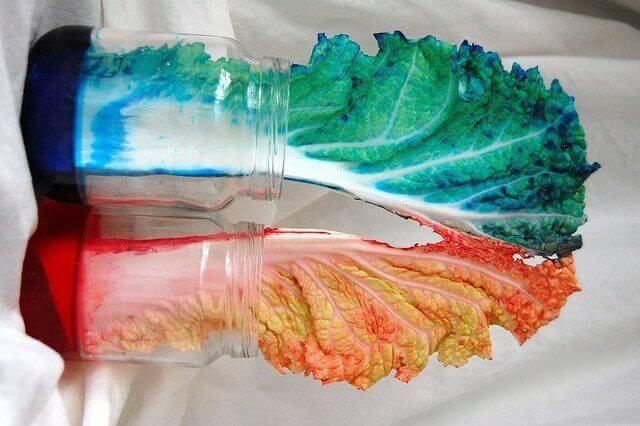 재미있는 실험 - 알록달록 배추 만들기